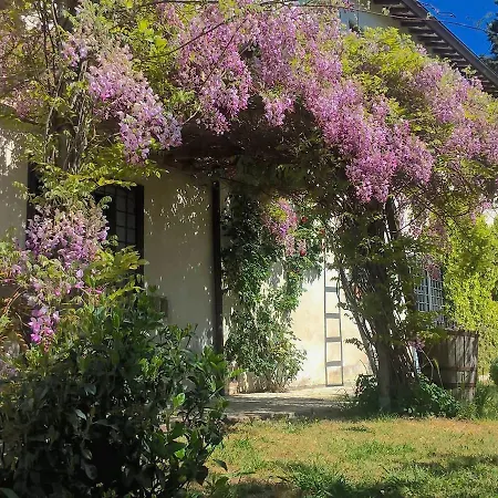 Lavanda *